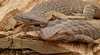 Alice Springs Reptile Centre