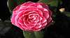 Cloverlea Gardens Bed and Breakfast
