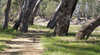 Bundidgerry Walking Track
