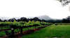 Cambewarra Estate Wines