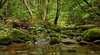 Strickland State Forest