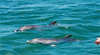 Bunbury Dolphin Discovery Centre Dolphin Swim Tour