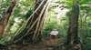 Wet Tropics