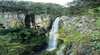 Gondwana Rainforests of Australia