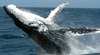 Narooma Charters