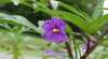 Alpha Native Flower Garden