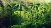 Fern Tree Pool and Giant