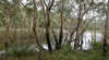 Mount Rooper Circuit and Swamp Bay Track