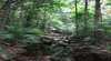 Mossman Gorge Rainforest Circuit Track, Daintree National Park
