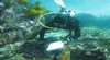 Dunbar Shipwreck Group