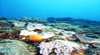 Mudjimba (Old Woman) Island Dive Site