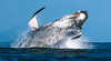 Manly Whale Watching
