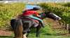Horseback Winery Tours