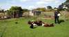 Pine End Organic Farm
