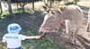 Avoca Farmstay