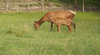Gracefield Venison