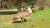 Minlaton Fauna Park