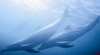 Polperro Dolphin Swims