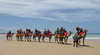 Fraser Coast Camel Safaris