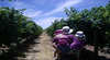 McLaren Vale Orchards