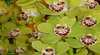 Tinonee Orchid Nursery