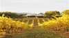 Toms Cap Vineyard Retreat 