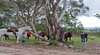 Euroka Blue Mountains Equestrian Centre