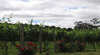 Manyara Vineyard