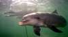 Baird Bay Ocean Eco Experience swim with Dolphins and Sea Lions