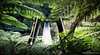 Tarkira Tree Rainforest Retreat and Natural Therapies