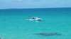 Whitsunday Fishing Charters- The Reel Deal