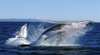 Whale Watching Tours