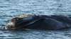 Fowlers Bay Whale Watching Boat Cruises