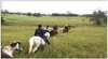 Sydney Horse Riding Centre