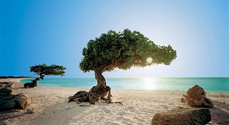 "Aruba"