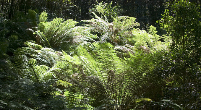 Barrington Tops National Park - &nbsp;-&nbsp;rainforest