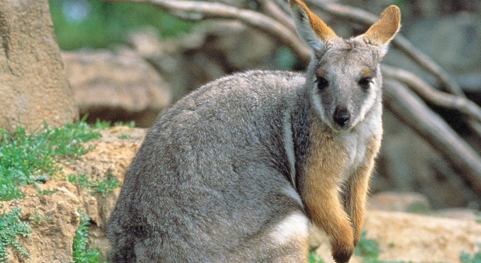 Image courtesy of South Australia