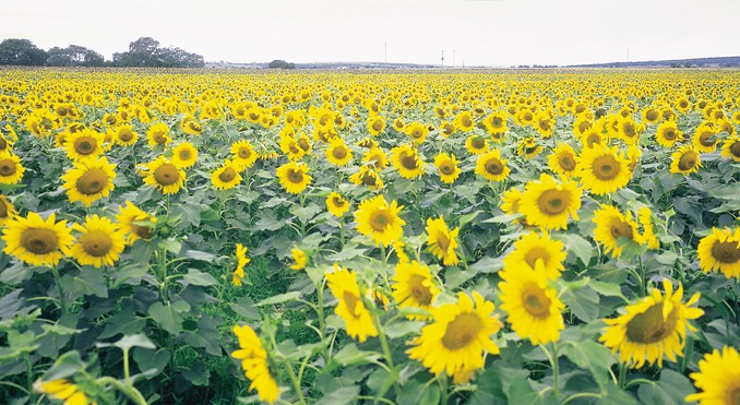 Image courtesy of Tourism Queensland