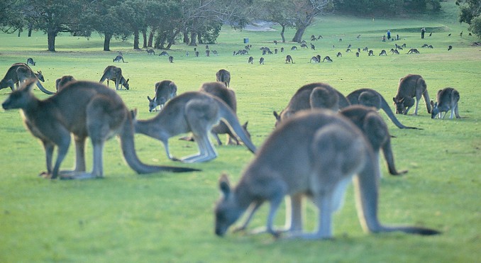 Image courtesy of Tourism Victoria