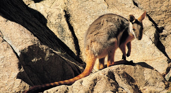 Image courtesy of South Australia