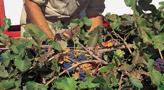 Image courtesy of South Australia