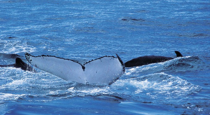 Image courtesy of Western Australia