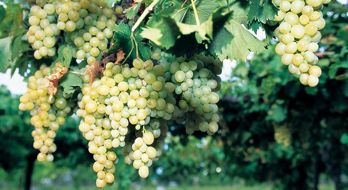Image courtesy of Tourism Queensland