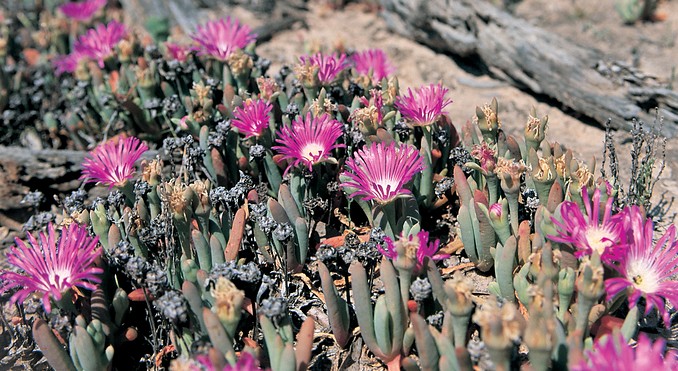 Image courtesy of South Australia