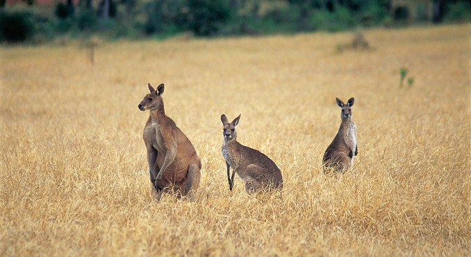 Image courtesy of Tourism Queensland