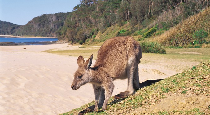 Image courtesy of Tourism New South Wales