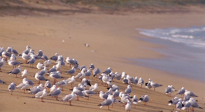 Image courtesy of South Australia