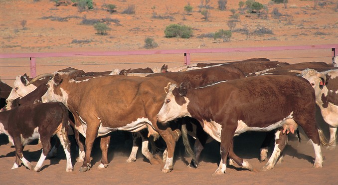 Image courtesy of Tourism Queensland
