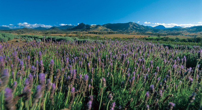 Image courtesy of Tourism Queensland