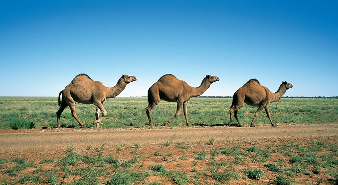 Image courtesy of Tourism Queensland